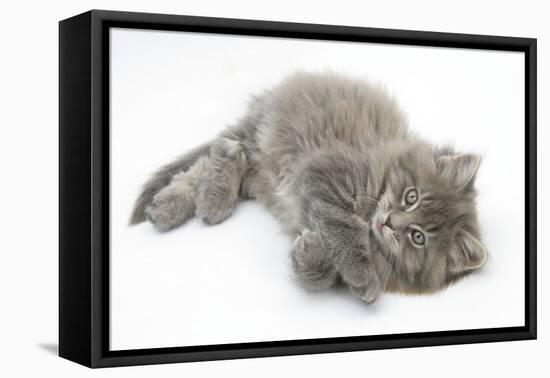 Maine Coon Kitten, 8 Weeks, Lying on its Back, Looking Up in a Playful Manner-Mark Taylor-Framed Premier Image Canvas