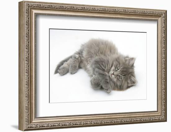 Maine Coon Kitten, 8 Weeks, Lying on its Back, Looking Up in a Playful Manner-Mark Taylor-Framed Photographic Print