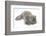 Maine Coon Kitten, 8 Weeks, Lying on its Back, Looking Up in a Playful Manner-Mark Taylor-Framed Photographic Print