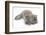 Maine Coon Kitten, 8 Weeks, Lying on its Back, Looking Up in a Playful Manner-Mark Taylor-Framed Photographic Print