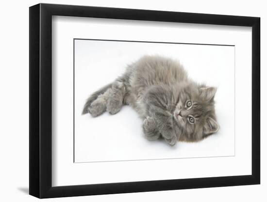 Maine Coon Kitten, 8 Weeks, Lying on its Back, Looking Up in a Playful Manner-Mark Taylor-Framed Photographic Print