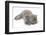 Maine Coon Kitten, 8 Weeks, Lying on its Back, Looking Up in a Playful Manner-Mark Taylor-Framed Photographic Print