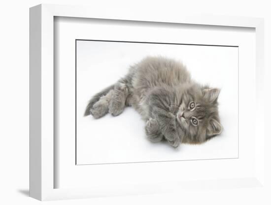 Maine Coon Kitten, 8 Weeks, Lying on its Back, Looking Up in a Playful Manner-Mark Taylor-Framed Photographic Print