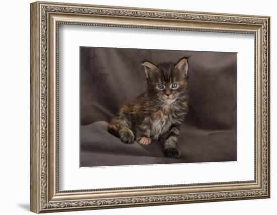 Maine coon kitten, fluffy on brown background-Sue Demetriou-Framed Photographic Print