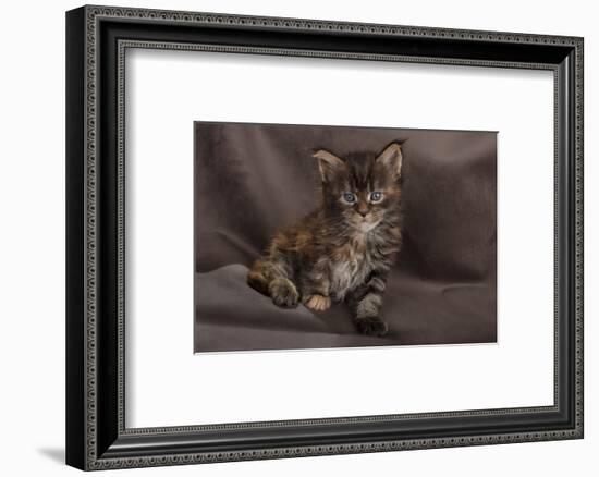 Maine coon kitten, fluffy on brown background-Sue Demetriou-Framed Photographic Print