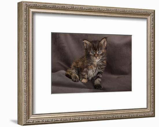 Maine coon kitten, fluffy on brown background-Sue Demetriou-Framed Photographic Print