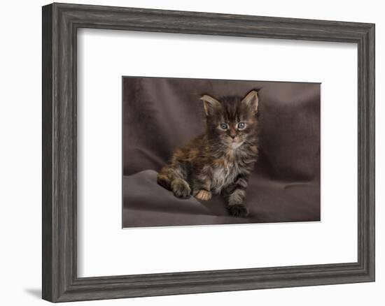 Maine coon kitten, fluffy on brown background-Sue Demetriou-Framed Photographic Print