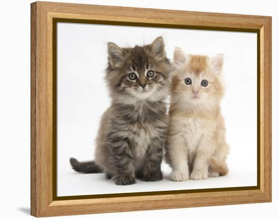 Maine Coon Kittens, 7 Weeks, Showing Different Colours-Mark Taylor-Framed Premier Image Canvas