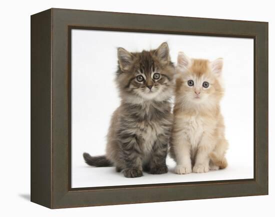 Maine Coon Kittens, 7 Weeks, Showing Different Colours-Mark Taylor-Framed Premier Image Canvas