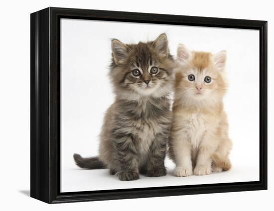 Maine Coon Kittens, 7 Weeks, Showing Different Colours-Mark Taylor-Framed Premier Image Canvas