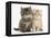 Maine Coon Kittens, 7 Weeks, Showing Different Colours-Mark Taylor-Framed Premier Image Canvas