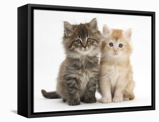 Maine Coon Kittens, 7 Weeks, Showing Different Colours-Mark Taylor-Framed Premier Image Canvas