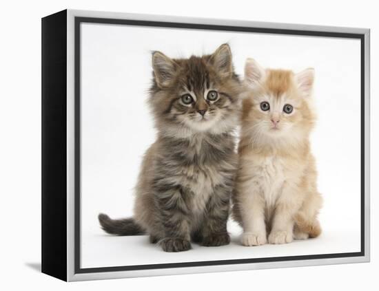 Maine Coon Kittens, 7 Weeks, Showing Different Colours-Mark Taylor-Framed Premier Image Canvas