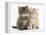 Maine Coon Kittens, 7 Weeks, Showing Different Colours-Mark Taylor-Framed Premier Image Canvas