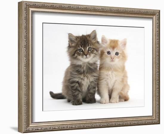 Maine Coon Kittens, 7 Weeks, Showing Different Colours-Mark Taylor-Framed Photographic Print