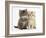 Maine Coon Kittens, 7 Weeks, Showing Different Colours-Mark Taylor-Framed Photographic Print