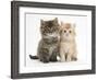 Maine Coon Kittens, 7 Weeks, Showing Different Colours-Mark Taylor-Framed Photographic Print