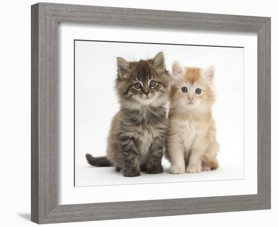 Maine Coon Kittens, 7 Weeks, Showing Different Colours-Mark Taylor-Framed Photographic Print