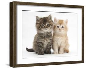 Maine Coon Kittens, 7 Weeks, Showing Different Colours-Mark Taylor-Framed Photographic Print