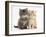 Maine Coon Kittens, 7 Weeks, Showing Different Colours-Mark Taylor-Framed Photographic Print