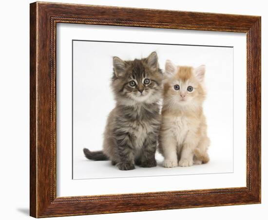 Maine Coon Kittens, 7 Weeks, Showing Different Colours-Mark Taylor-Framed Photographic Print