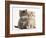 Maine Coon Kittens, 7 Weeks, Showing Different Colours-Mark Taylor-Framed Photographic Print