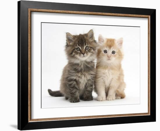 Maine Coon Kittens, 7 Weeks, Showing Different Colours-Mark Taylor-Framed Photographic Print