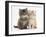 Maine Coon Kittens, 7 Weeks, Showing Different Colours-Mark Taylor-Framed Photographic Print