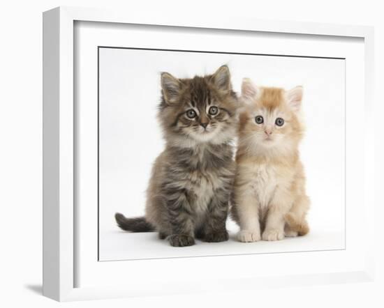Maine Coon Kittens, 7 Weeks, Showing Different Colours-Mark Taylor-Framed Photographic Print