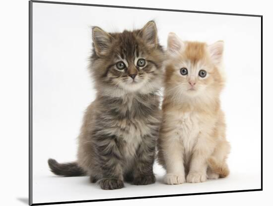 Maine Coon Kittens, 7 Weeks, Showing Different Colours-Mark Taylor-Mounted Photographic Print