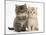 Maine Coon Kittens, 7 Weeks, Showing Different Colours-Mark Taylor-Mounted Photographic Print