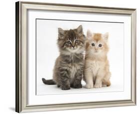 Maine Coon Kittens, 7 Weeks, Showing Different Colours-Mark Taylor-Framed Photographic Print