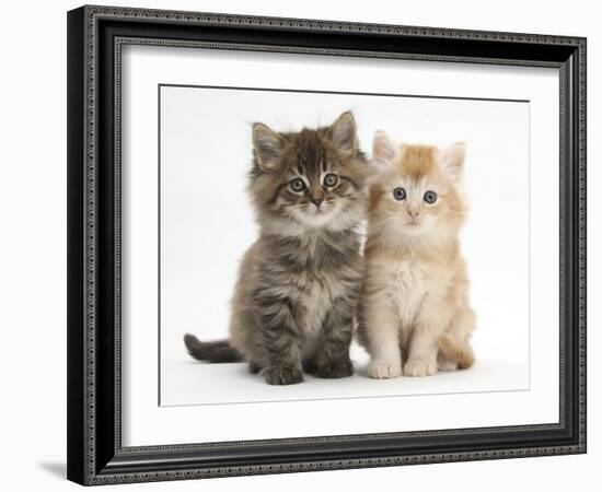 Maine Coon Kittens, 7 Weeks, Showing Different Colours-Mark Taylor-Framed Photographic Print