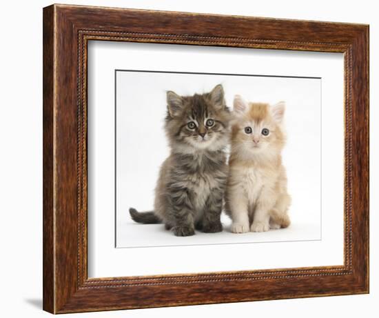 Maine Coon Kittens, 7 Weeks, Showing Different Colours-Mark Taylor-Framed Photographic Print