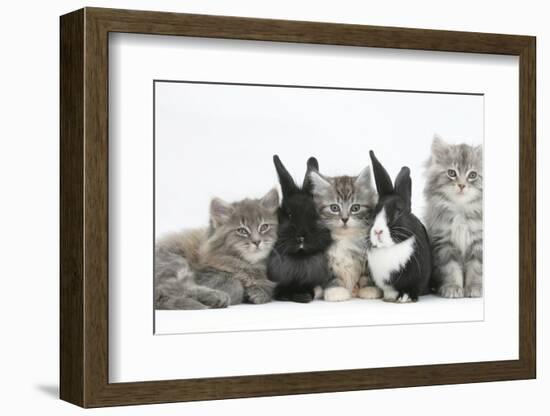 Maine Coon Kittens, 8 Weeks, with Baby Dutch X Lionhead Rabbits-Mark Taylor-Framed Photographic Print