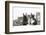 Maine Coon Kittens, 8 Weeks, with Baby Dutch X Lionhead Rabbits-Mark Taylor-Framed Photographic Print