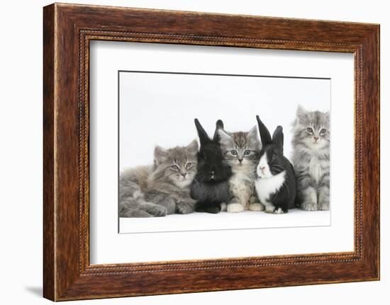 Maine Coon Kittens, 8 Weeks, with Baby Dutch X Lionhead Rabbits-Mark Taylor-Framed Photographic Print