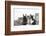 Maine Coon Kittens, 8 Weeks, with Baby Dutch X Lionhead Rabbits-Mark Taylor-Framed Photographic Print