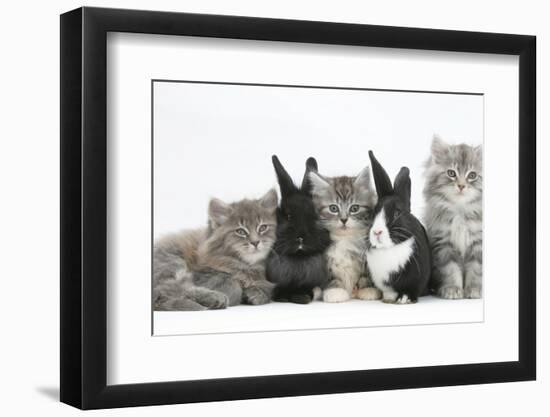 Maine Coon Kittens, 8 Weeks, with Baby Dutch X Lionhead Rabbits-Mark Taylor-Framed Photographic Print