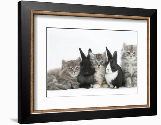 Maine Coon Kittens, 8 Weeks, with Baby Dutch X Lionhead Rabbits-Mark Taylor-Framed Photographic Print