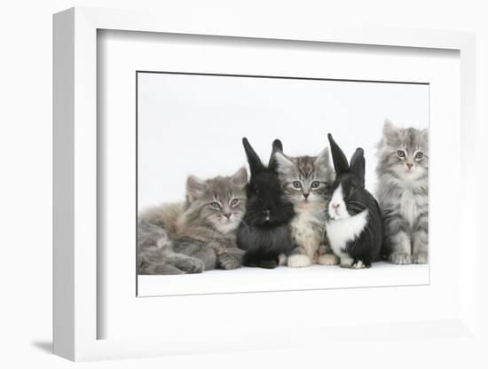 Maine Coon Kittens, 8 Weeks, with Baby Dutch X Lionhead Rabbits-Mark Taylor-Framed Photographic Print