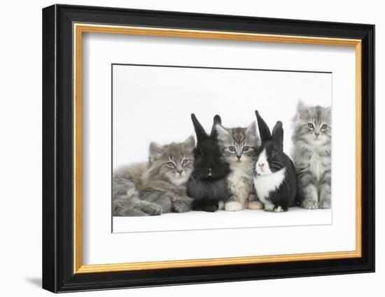 Maine Coon Kittens, 8 Weeks, with Baby Dutch X Lionhead Rabbits-Mark Taylor-Framed Photographic Print