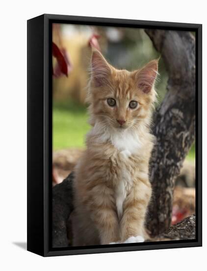 Maine Coon Red Tabby Cat Kitten, Three-Months-Adriano Bacchella-Framed Premier Image Canvas