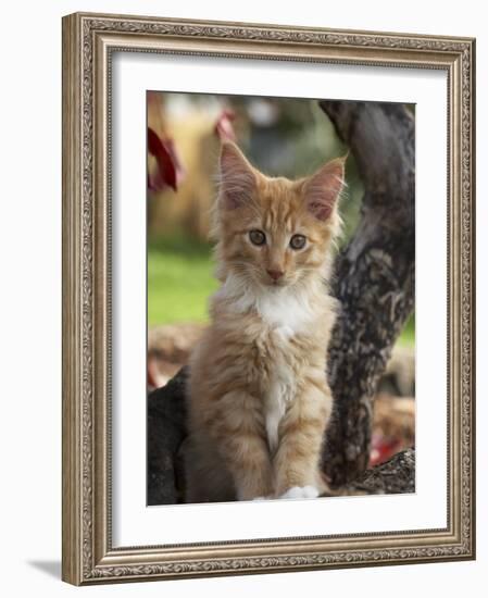 Maine Coon Red Tabby Cat Kitten, Three-Months-Adriano Bacchella-Framed Photographic Print