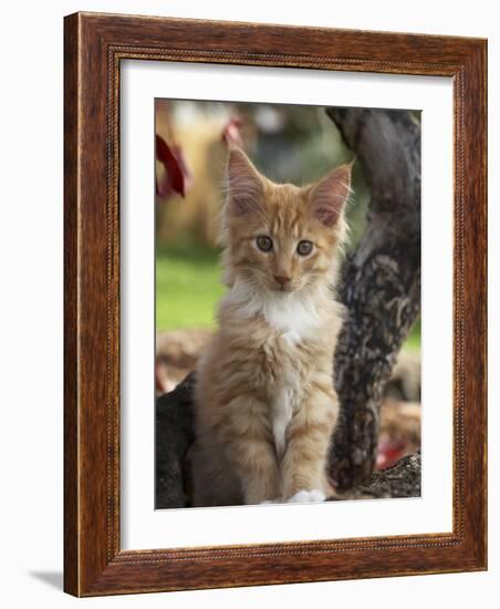 Maine Coon Red Tabby Cat Kitten, Three-Months-Adriano Bacchella-Framed Photographic Print