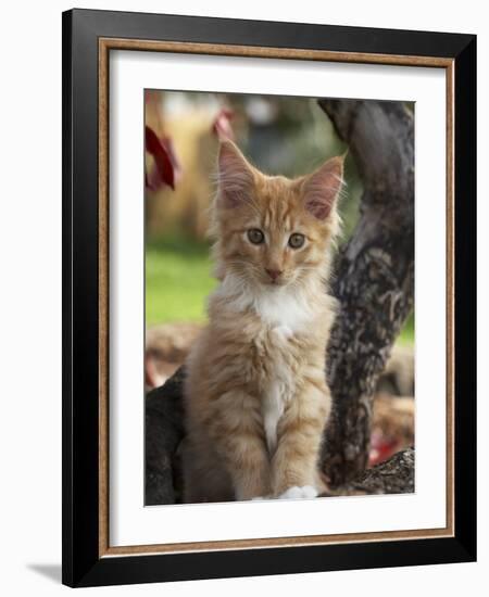 Maine Coon Red Tabby Cat Kitten, Three-Months-Adriano Bacchella-Framed Photographic Print