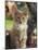 Maine Coon Red Tabby Cat Kitten, Three-Months-Adriano Bacchella-Mounted Photographic Print