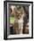 Maine Coon Red Tabby Cat Kitten, Three-Months-Adriano Bacchella-Framed Photographic Print