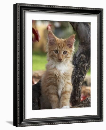 Maine Coon Red Tabby Cat Kitten, Three-Months-Adriano Bacchella-Framed Photographic Print