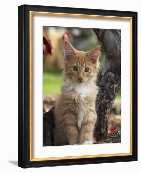 Maine Coon Red Tabby Cat Kitten, Three-Months-Adriano Bacchella-Framed Photographic Print